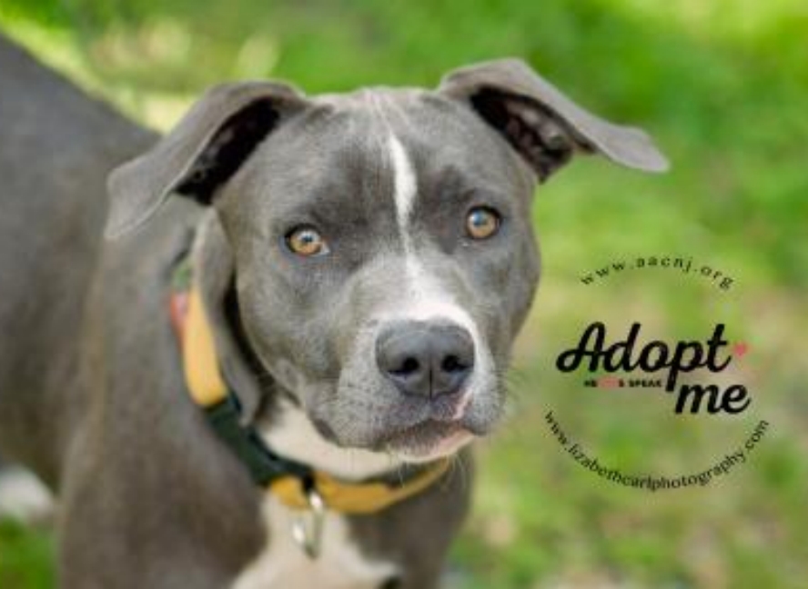 Adopt Carrie